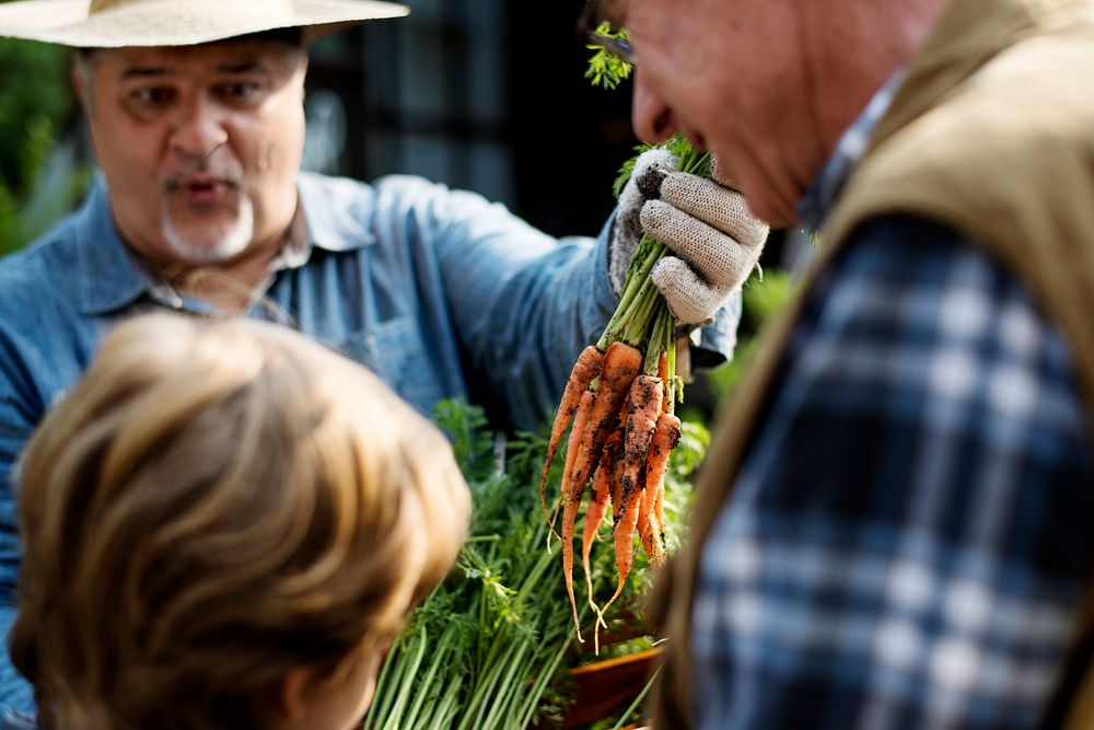 Senior Man Showing Fresh Harvest Carrots
