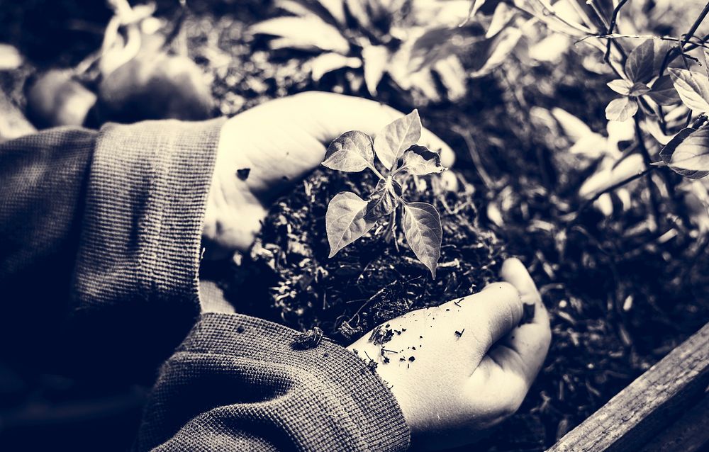 Adult Farmer Man Planting Vegetable