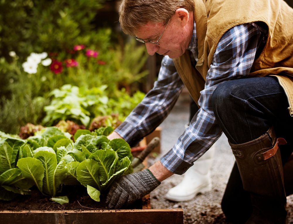 Senior adult picking vegetable from backyard garden