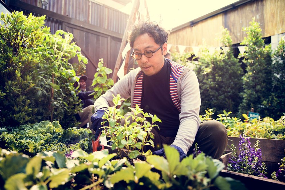 Asian man gardening tranplanting outdoors