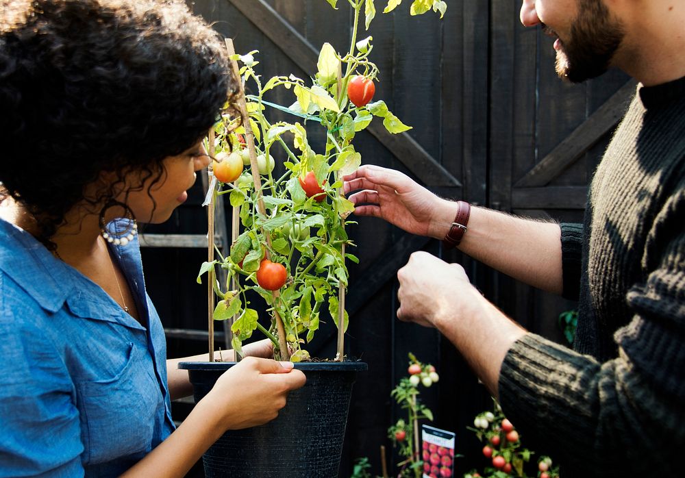 Adult Woman Holding Tomatoes Plant