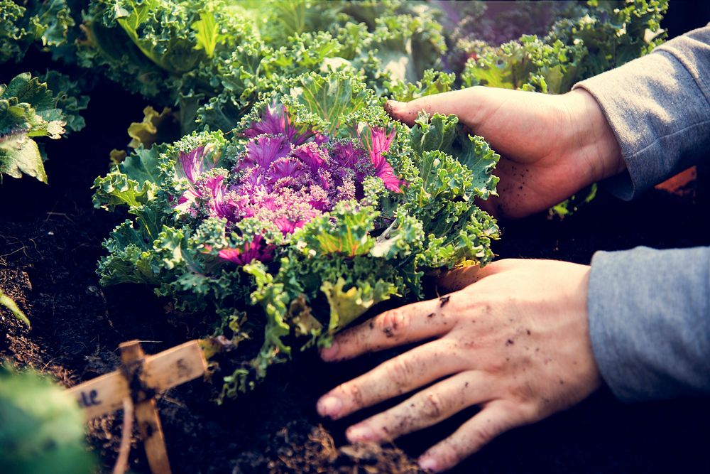 Hands planting organic fresh agricultural lettuce