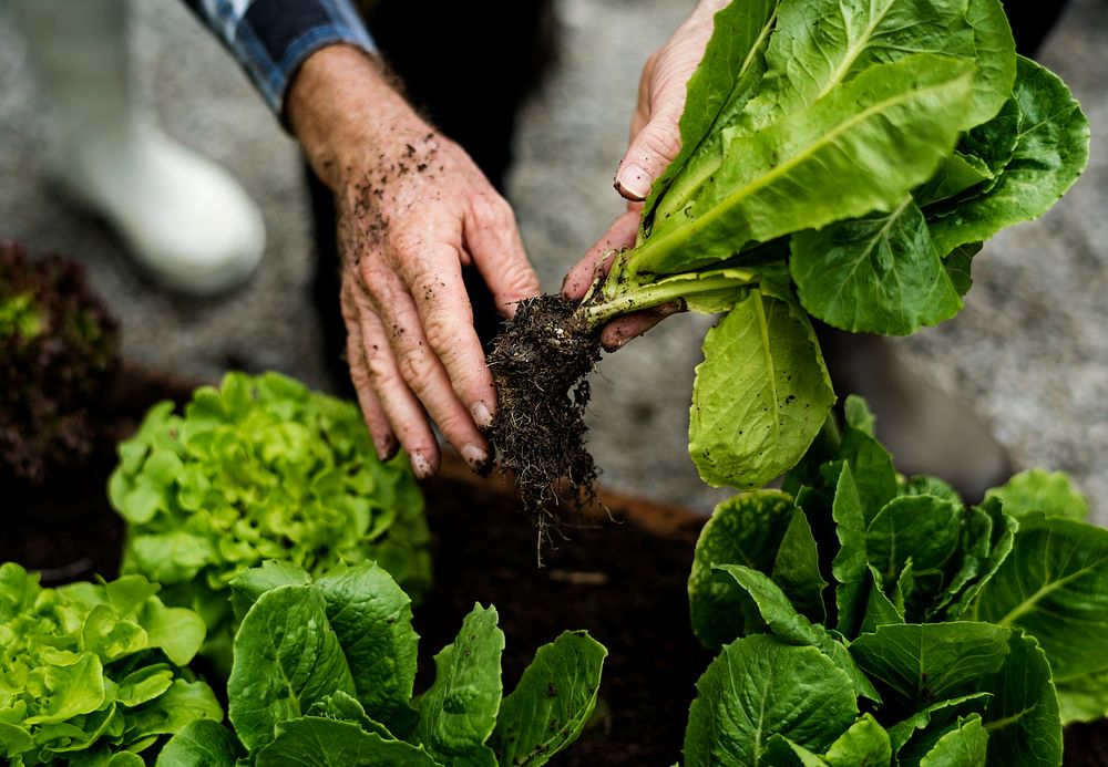 Hands picking organic fresh agricultural lettuce