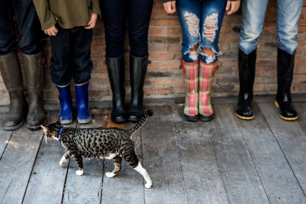 Group of people standing in a row with a cat and copy space on wooden floor