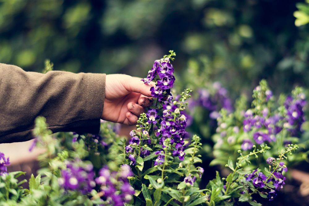 Human hand picking flower in the garden