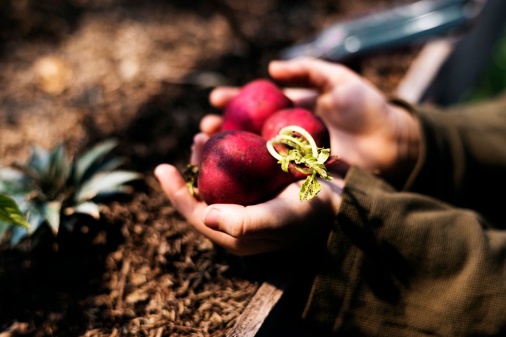 Hand holding fresh organic radish nature product