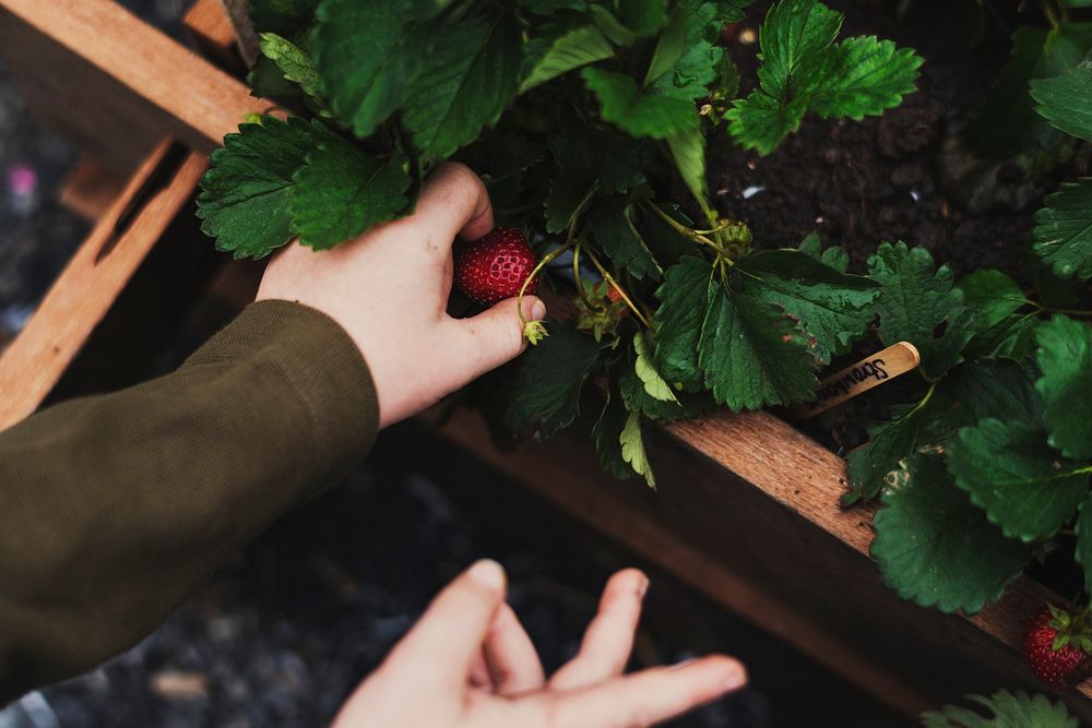 Hands picking organic fresh agricultural strawberry