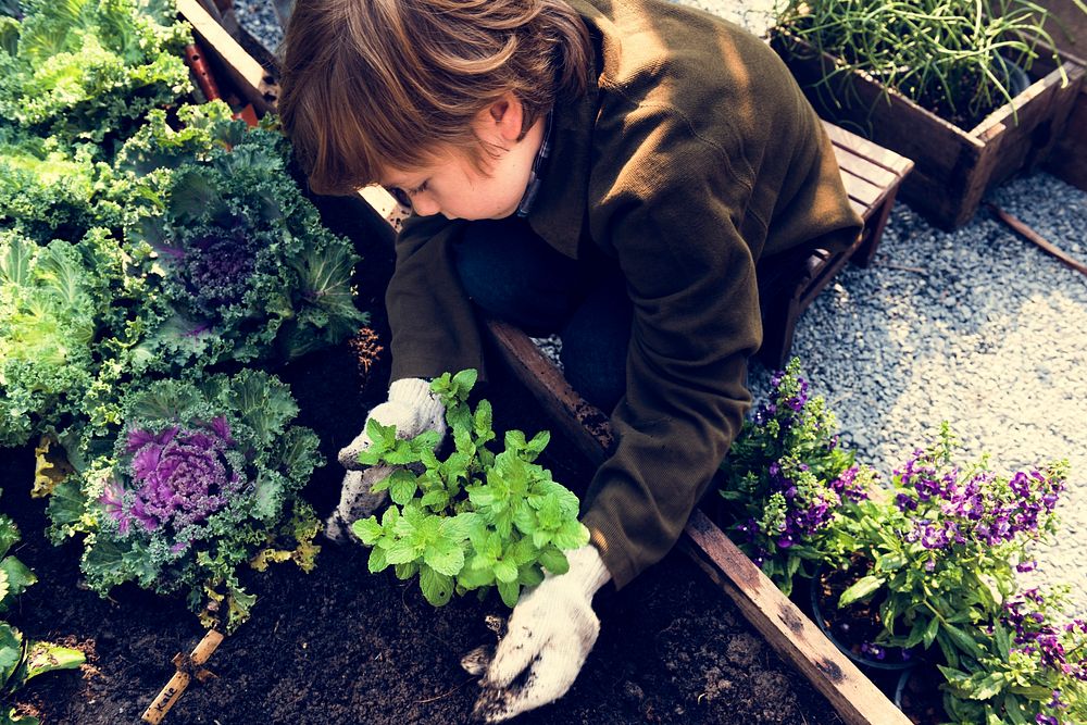 Little boy planting vegetable from backyard garden