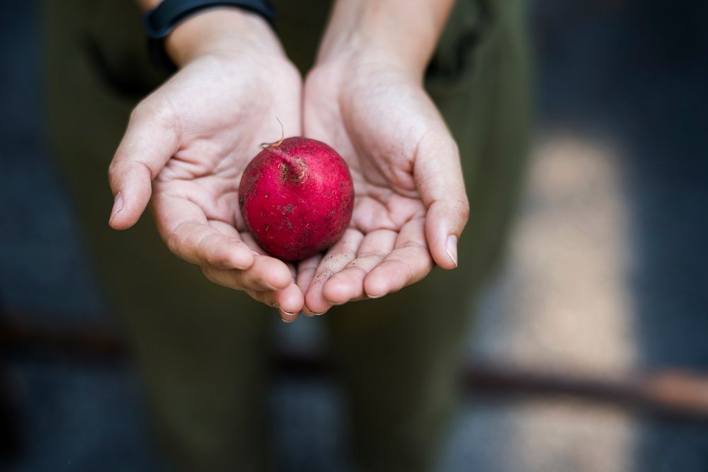 Adult Man Hand Holding Fresh Beetroot