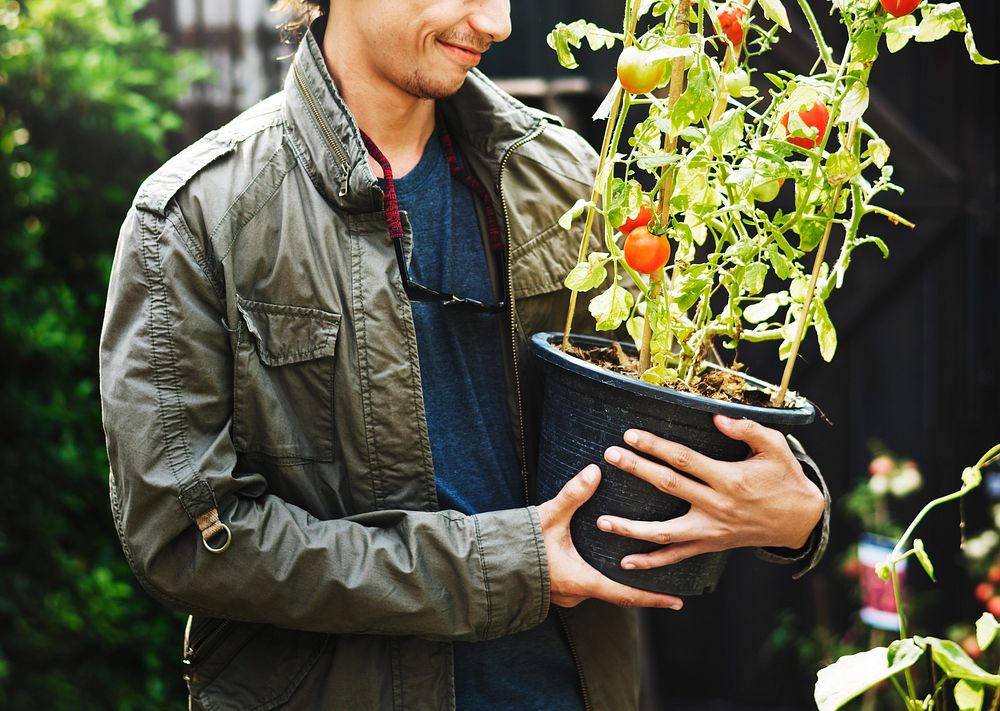 Adult Man Holding Tomatoes Tree in a Pot