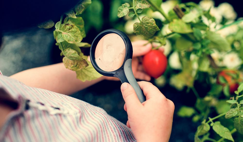 Child using magnifier looking at tomato