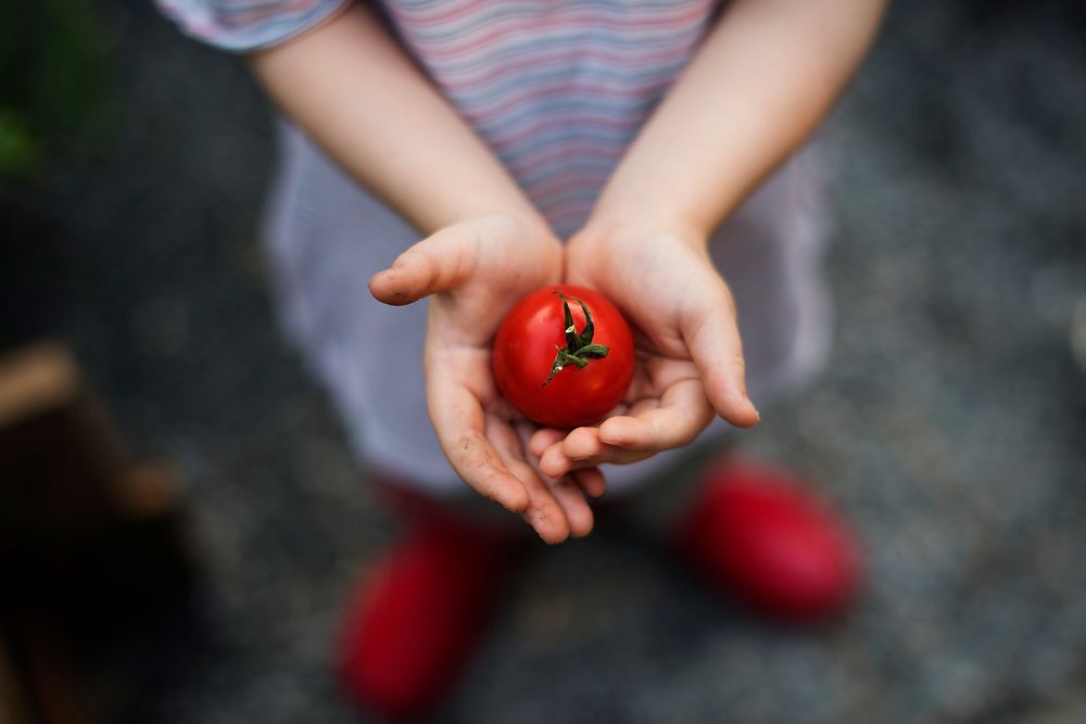 Little kid holding a tomato