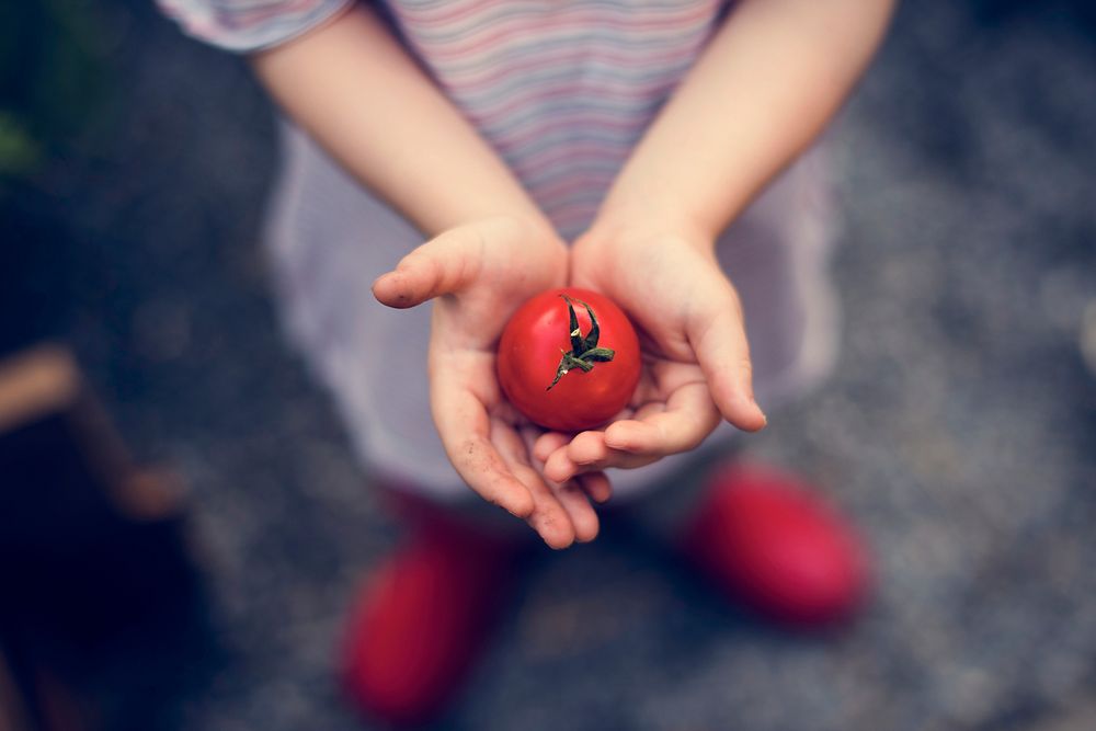 Girl Holding Tomato Vegetable Crop