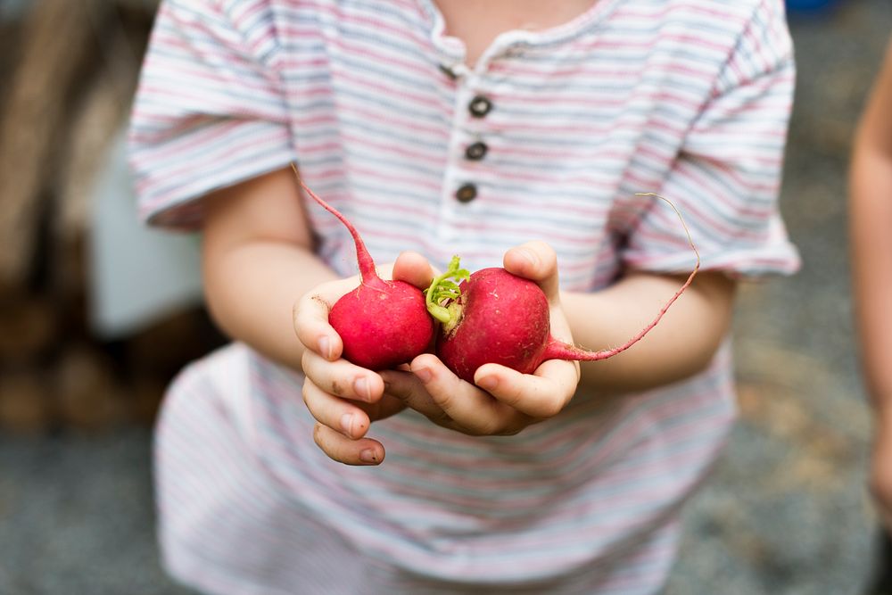 Little boy with handful of organic fresh agricultural radish