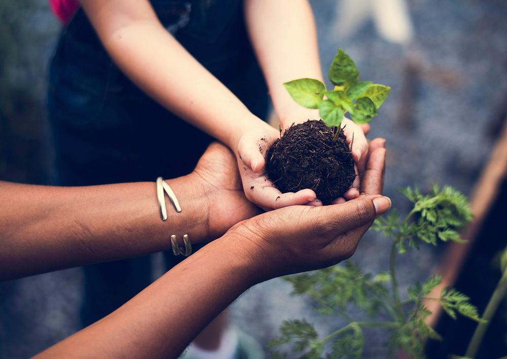 Hands holding a tree to plant