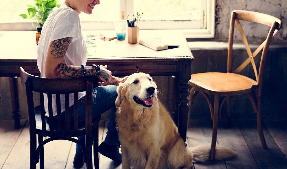 Golden Retriever Dog Sitting on The Wooden Floor with Owner
