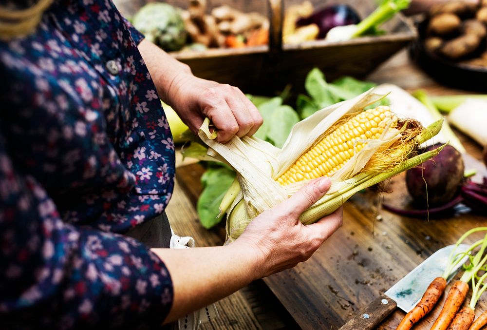 Closeup of hands holding fresh organic corn vegetable