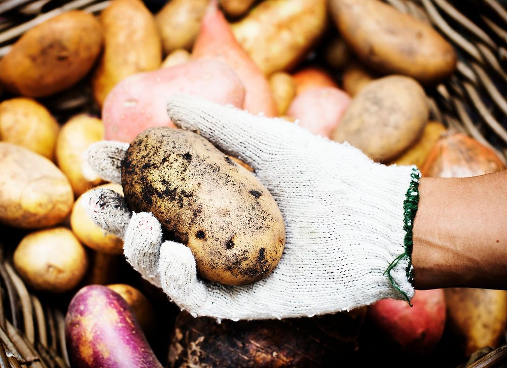 A person handling potatoes