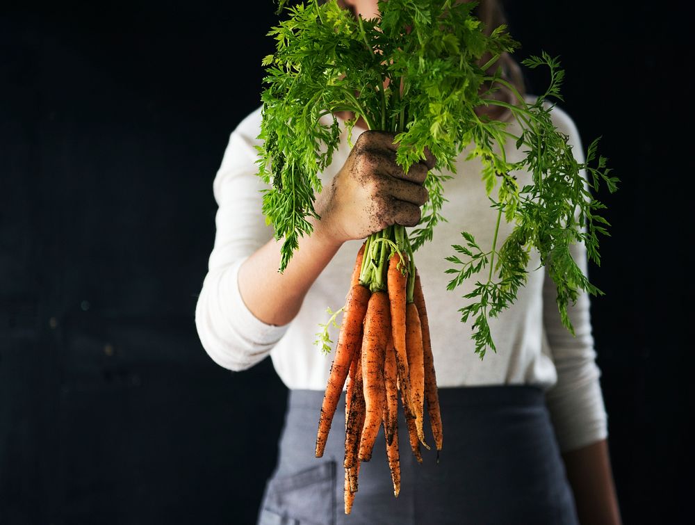 Closeup of hand holding fresh organic carrots with black background