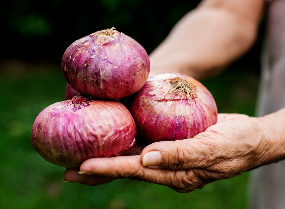 Hands holding red onion organic produce from farm