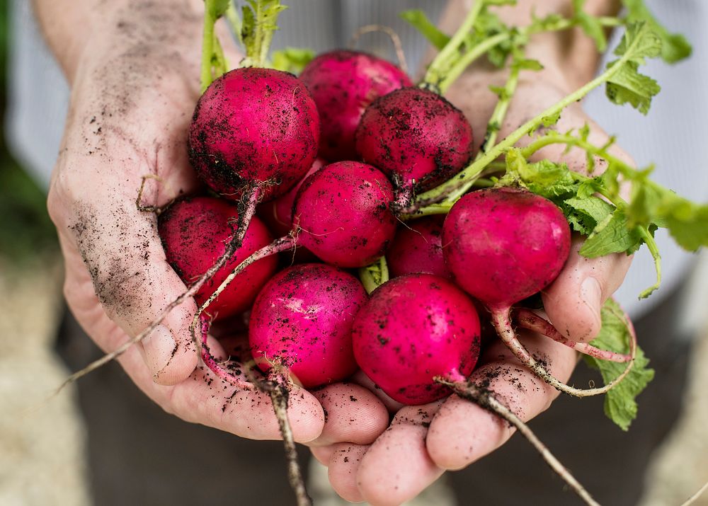 Hands holding radish organic produce from farm