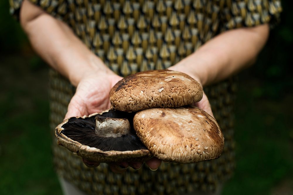 Hands holding portobello mushroom organic produce from farm