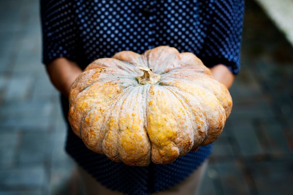 Hands holding pumpkin organic produce from farm