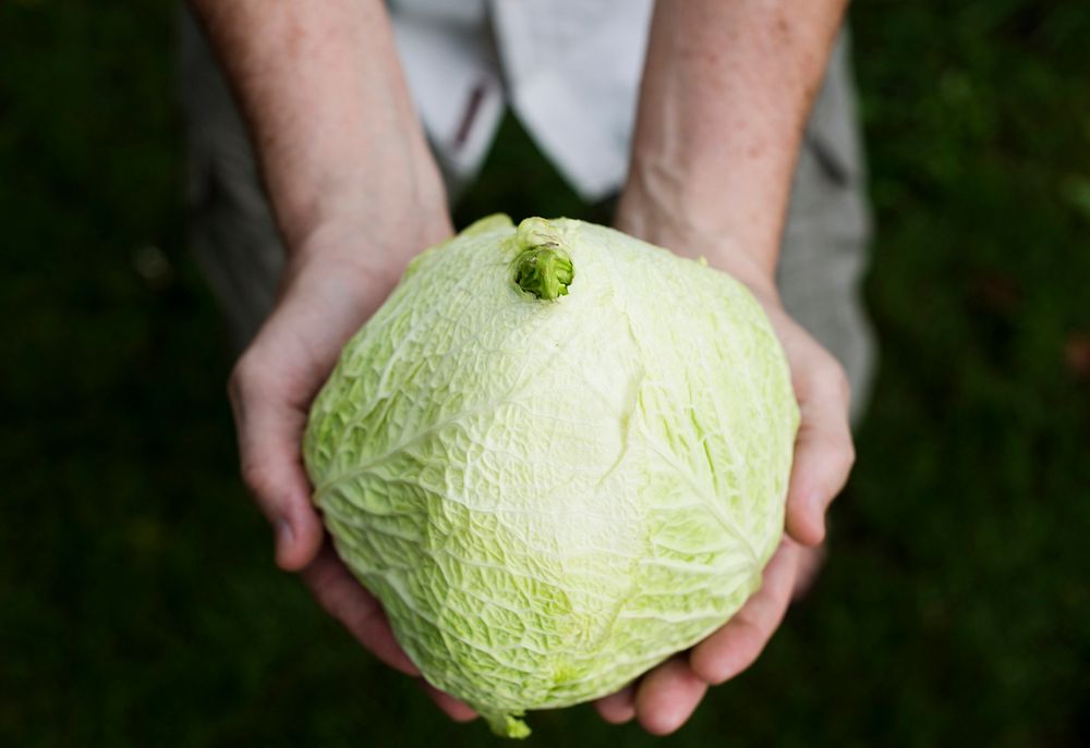 Fresh savoy cabbage vegetable