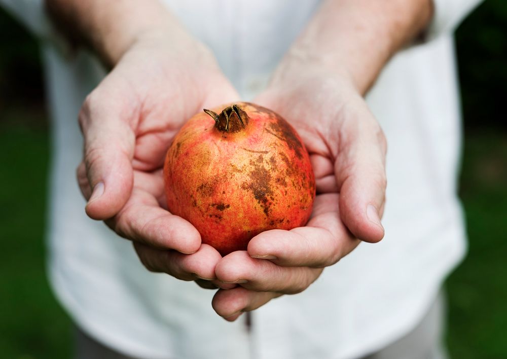 Hands holding pomegranate organic produce from farm