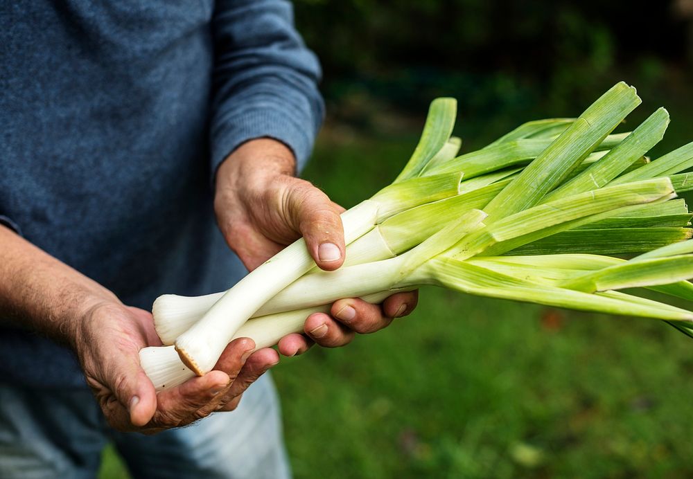 Hands holding japanese spring onion organic produce from farm
