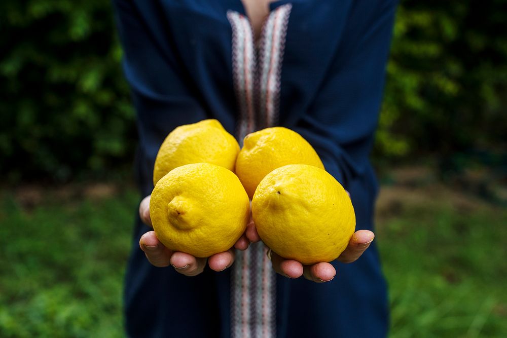 Hands holding lemon organic produce from farm