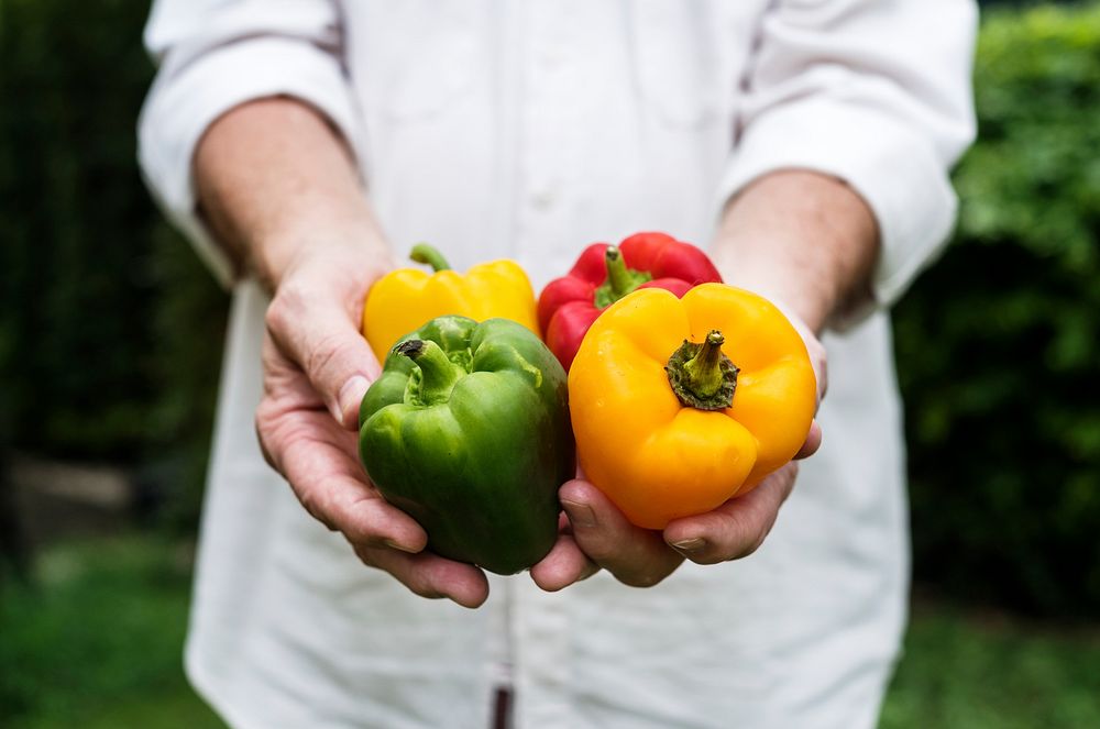 Hands holding bell pepper organic produce from farm