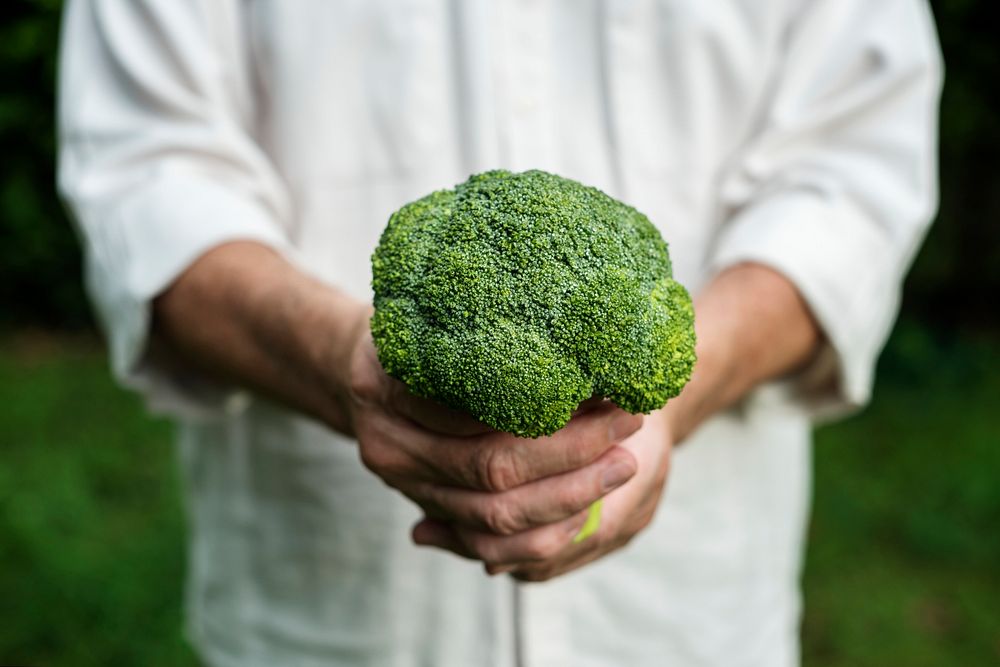 Hands holding broccoli organic produce from farm