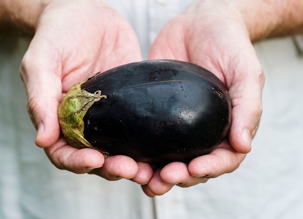 Fresh eggplant vegetable