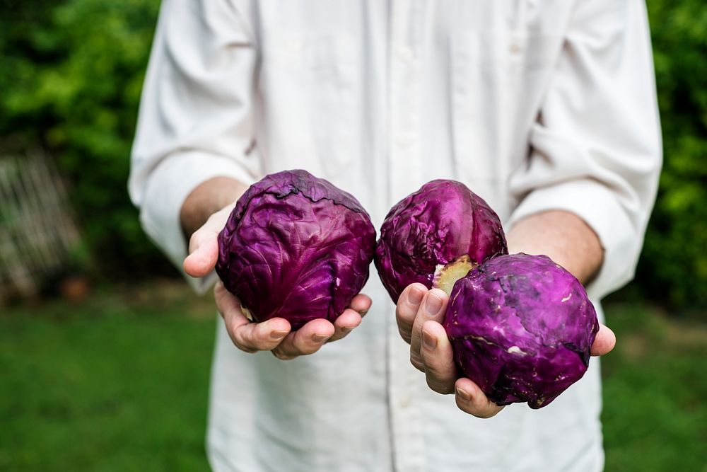 Hands holding red cabbage organic produce from farm