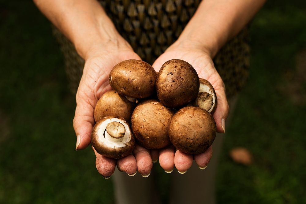 Hands holding mushroom organic produce from farm