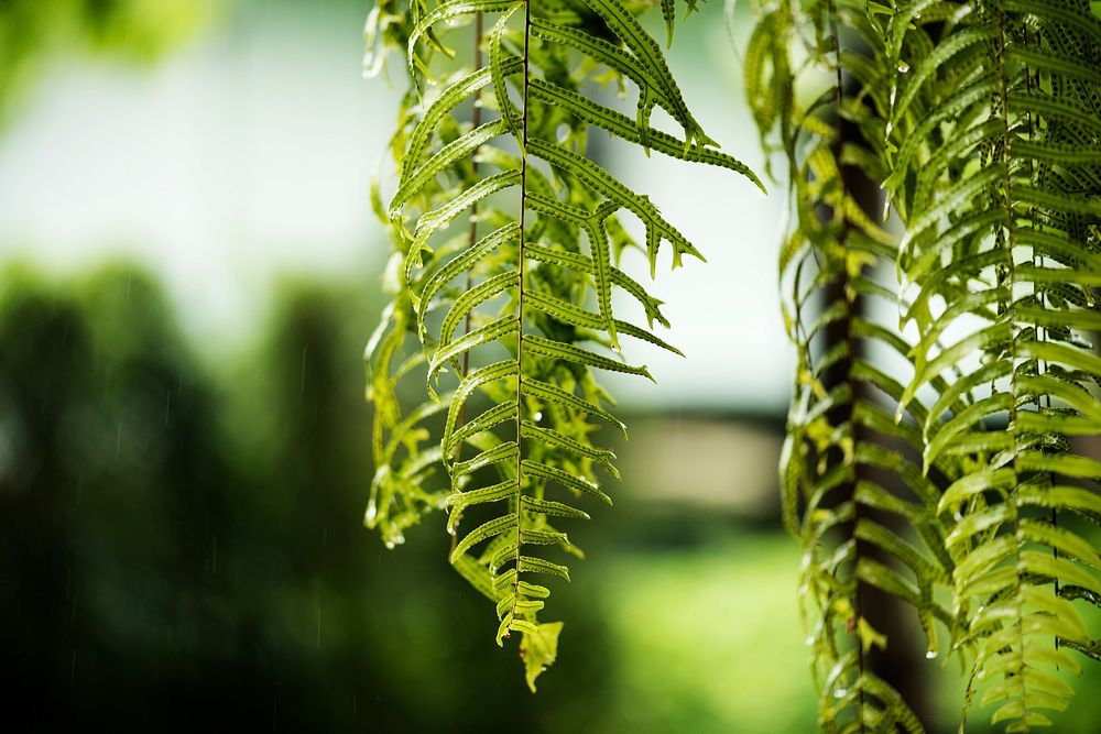 Closeup of green fresh fern leaves nature