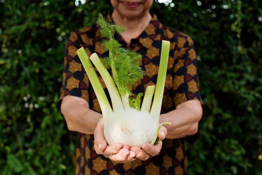 Closeup of hands holding fresh organic fennel