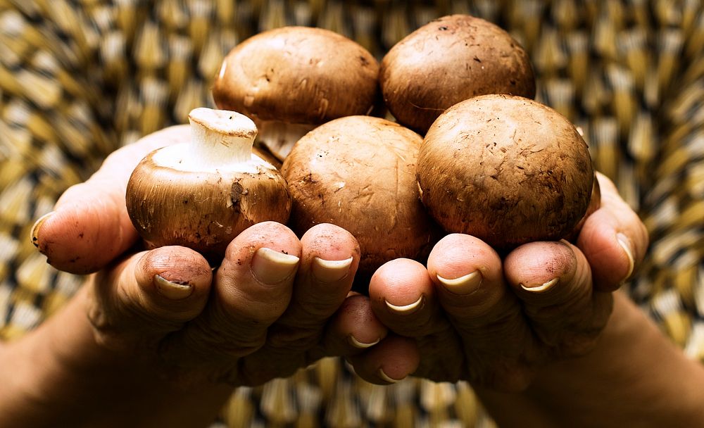 Hands holding a fresh mushroom