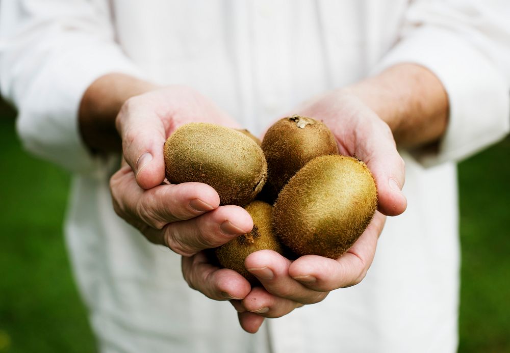Hands holding kiwi organic produce from farm