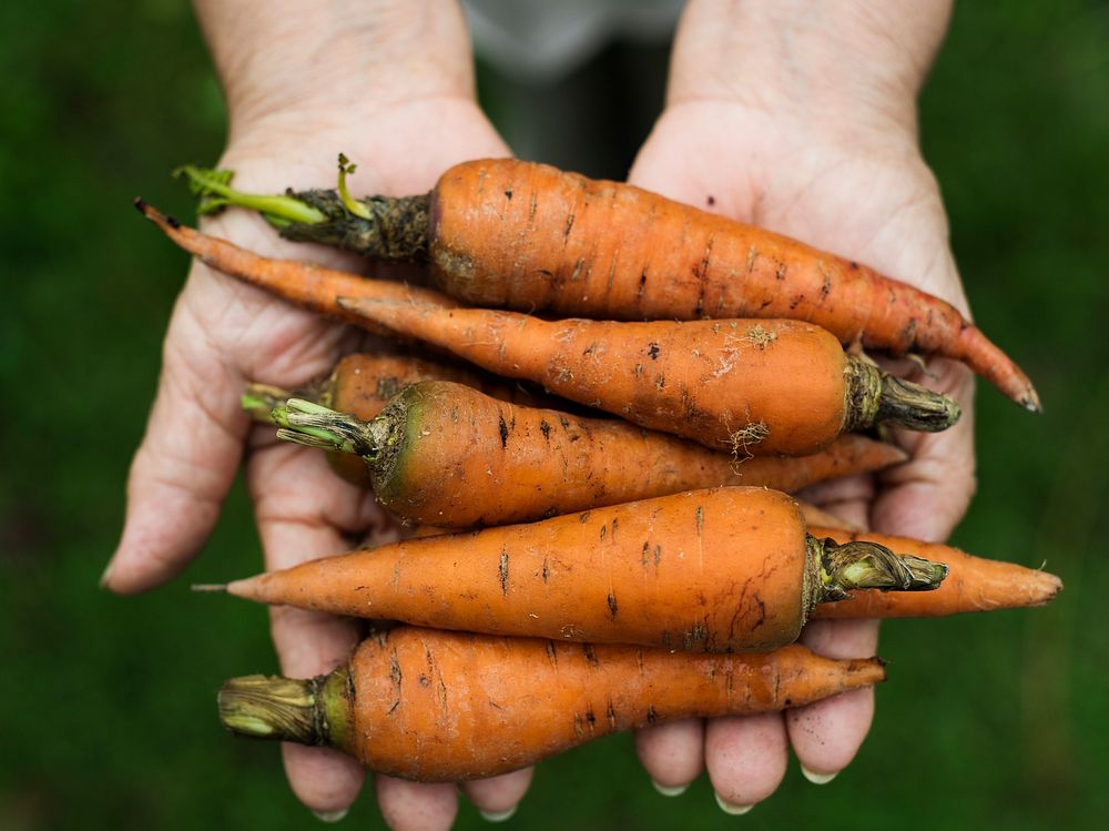 Hands hold a fresh carrots