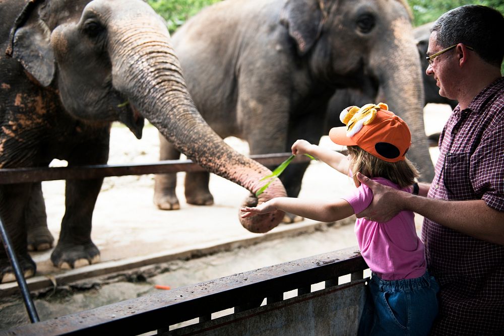 Young caucasian girl feeding elephant at the zoo