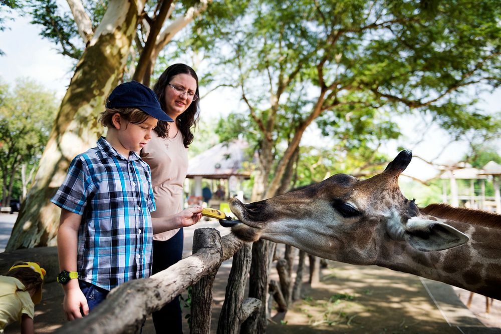 Young boy feeding giraffe at the zoo