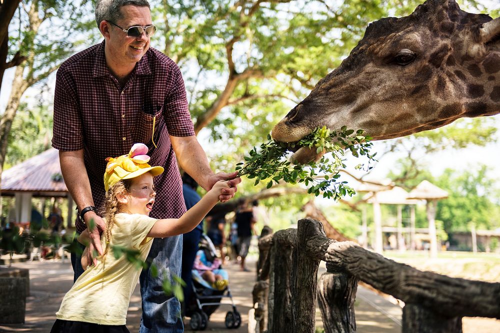 Young girl feeding the giraffe at the zoo