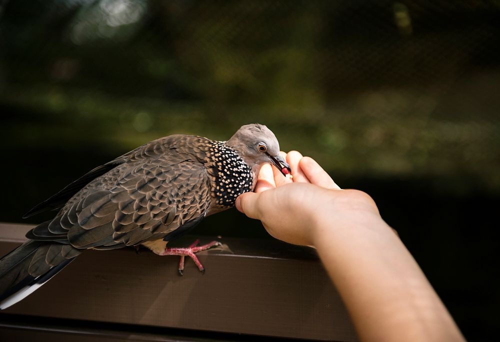 Bird eating food from human hand