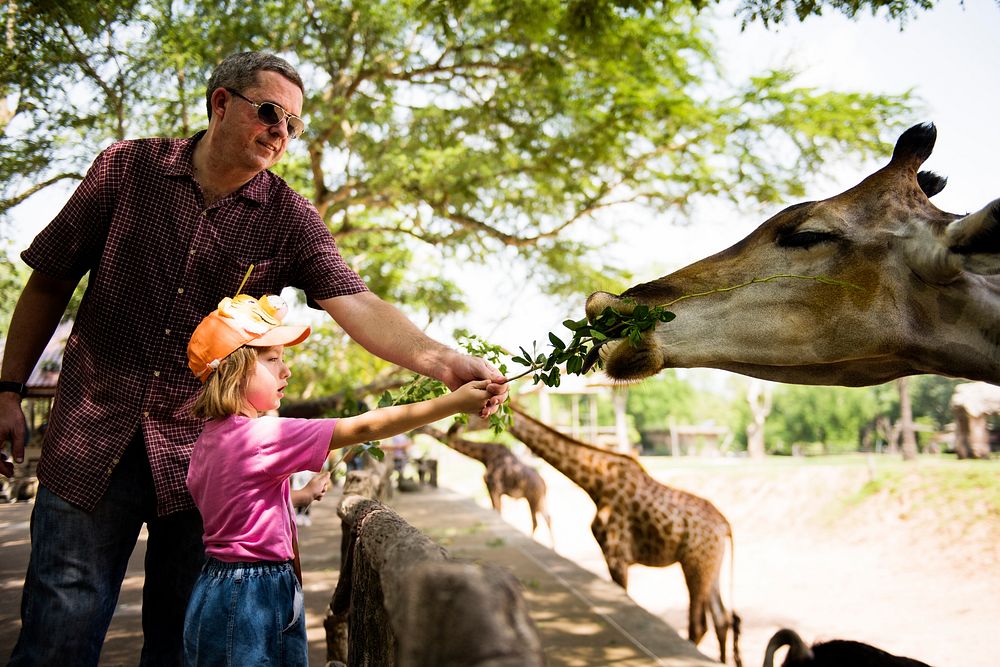 Young caucasian girl feeding the giraffe at the zoo