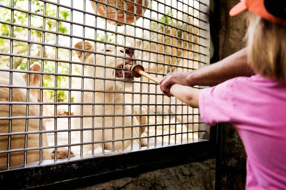 Closeup of kid hand holding stick feeding the lion