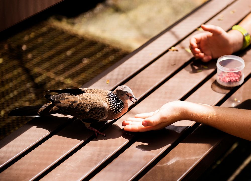 Closeup of hand feeding the bird