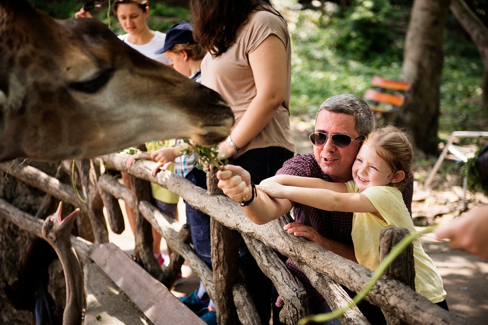 Caucasian dad and daughter feeding the giraffe at the zoo