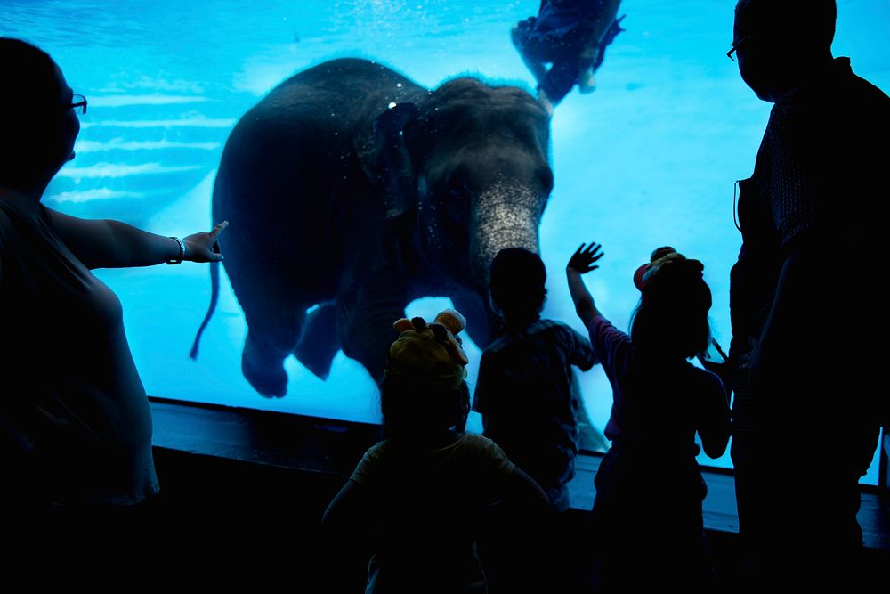 Rear view of family watching under water elephant in a tank